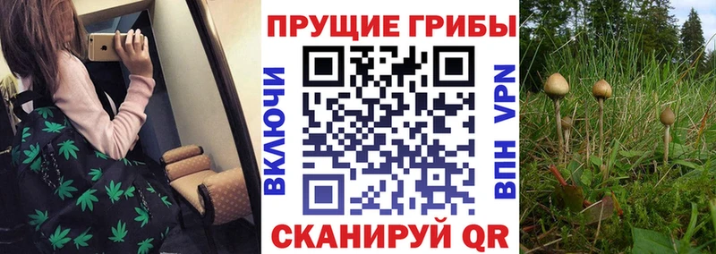 Галлюциногенные грибы Psilocybine cubensis Саратов